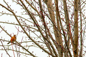 American Robin in maple tree 5475