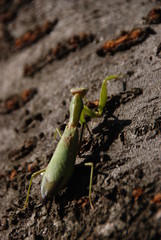 カマキリ