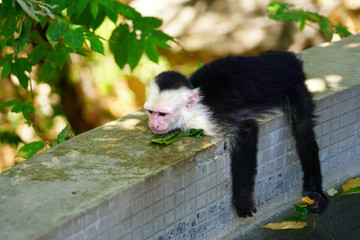 A white-headed capuchin monkey (cebus capucinus) by the pool in Peninsula Papagayo, Guanacaste, Costa Rica