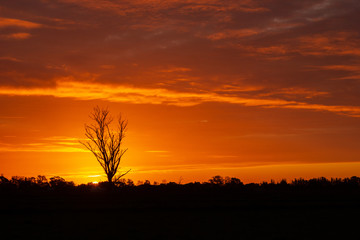 once in a life time sunset in Australia with sillhouettes of trees, Cobram, Victoria, Australia