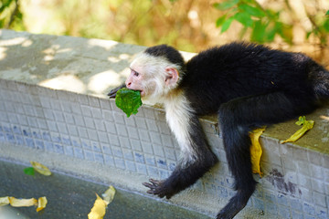 A white-headed capuchin monkey (cebus capucinus) by the pool in Peninsula Papagayo, Guanacaste, Costa Rica