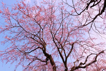 さくら　満開　茨城