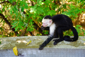 A white-headed capuchin monkey (cebus capucinus) by the pool in Peninsula Papagayo, Guanacaste, Costa Rica