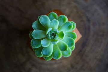 A wooden pot planted with a green succulent plant © eqroy