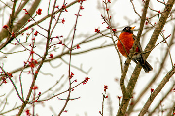 American Robin in maple tree 5496