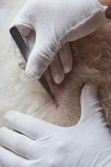 Flea bite on dog skin