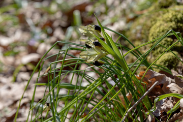 The wild iris (Iris tuberosa) with yellow flowers grows in its natural habitat.