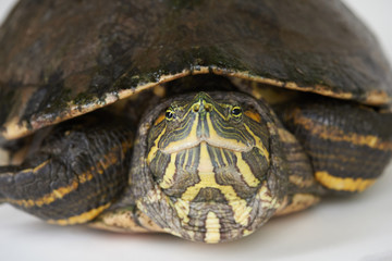 Close-up portrait of colorful turtle 