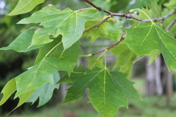 green leaves of a tree