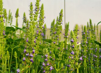 Purple Chia flower.