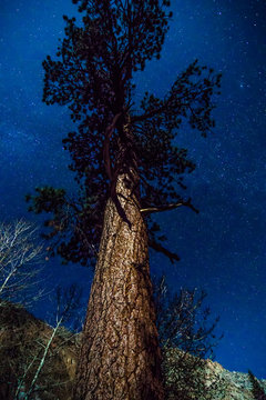 night time and tall tree near yosemite national park