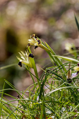 The wild iris (Iris tuberosa) with yellow flowers grows in its natural habitat.