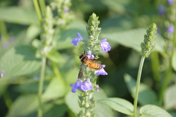 Chia flower with bee.