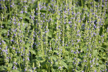 Purple Chia flower.