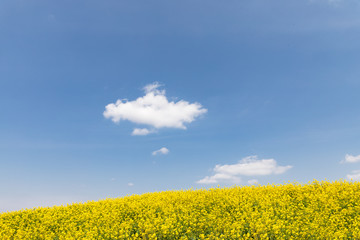 Obraz premium 菜の花と青空 背景素材