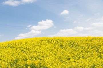 Obraz premium 菜の花と青空 背景素材