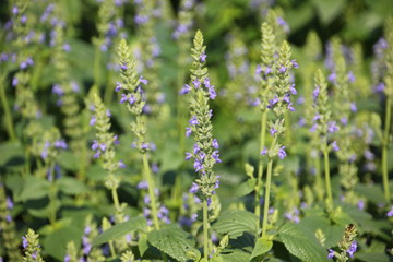 Purple Chia flower.