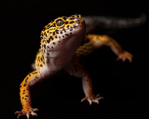Lepoard Gecko