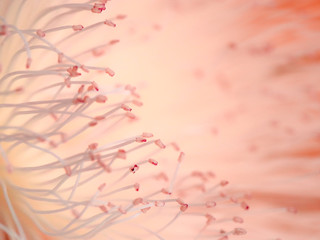 closeup of pink flower