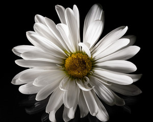 Macro White Daisy black background