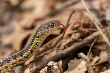 closeup image of a garter (eastern ribbon) snake moving along the brown foilage and logs on a sunny spring day