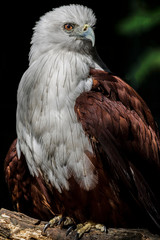 portrait of an eagle