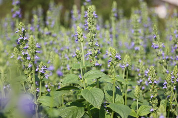 Obraz premium Chia flower, organic crop at the garden.
