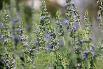 Chia flower, organic crop at the garden.