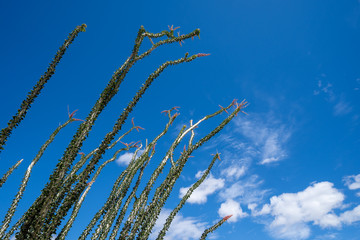 Leafing and blooming Ocotillio plants  stems and canes against a bright blue sky in Anza Borrego Desert State Park during the spring California superbloom