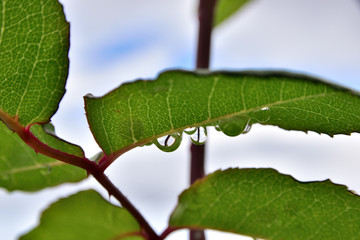 gota de agua en la hoja de rosa con reflejo de una espina de rosa