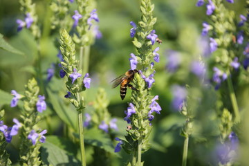 Chia flower are bloom and small bee, crop planting at the garden.