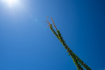 Naklejka premium Lone spiny, flowering Ocotillo branch cane against a bright blue desert sky in Anza Borrego State Park in California. Sunflare in photo