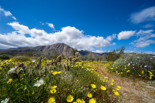 Dirt trail walking path in Anza Borrego Desert State Park during the spring 2019 super bloom in California