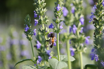 Chia flower are bloom and bee, crop planting at the Tropical field.