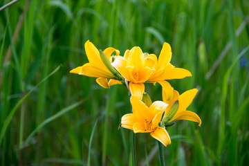 湿原の黄色い花