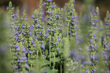 Obraz premium Chia crop (Salvia hispanica), purple flower that planting at the field.