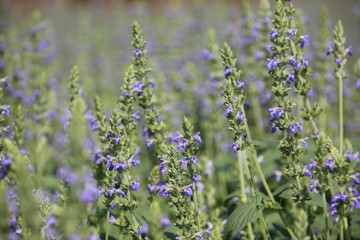 Chia crop (Salvia hispanica), purple flower that planting at the field.