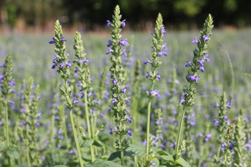 Obraz premium Chia crop (Salvia hispanica), purple flower that planting at the field.