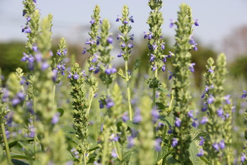 Chia crop (Salvia hispanica), purple flower that planting at the field.