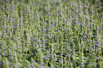 Chia crop (Salvia hispanica), purple flower that planting at the field.