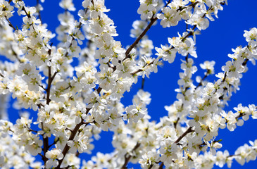 Peach blossom in the garden