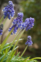 .......ムスカリームスカリの後ろに玉ボケの縦長写真