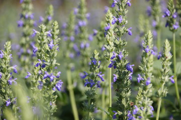 Obraz premium Chia crop, purple flower are bloom at the garden.