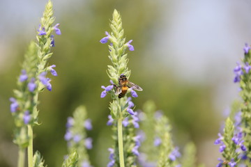 Chia flower are bloom and bee, crop planting at the Tropical field.