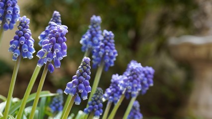 .......ムスカリー庭で咲いた沢山のムスカリの横長写真