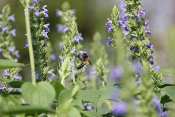 Chia flower are bloom and bee, crop planting at the Tropical field.