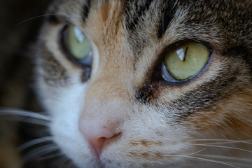 Felino, gato, animal doméstico