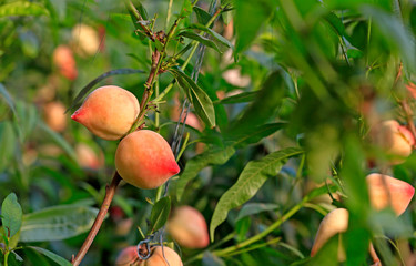 Ripe peaches, on the fruit trees