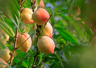 Ripe peaches, on the fruit trees