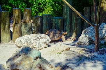 Turtle in sandy enclosure 